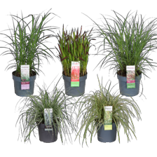 Siergras mix
